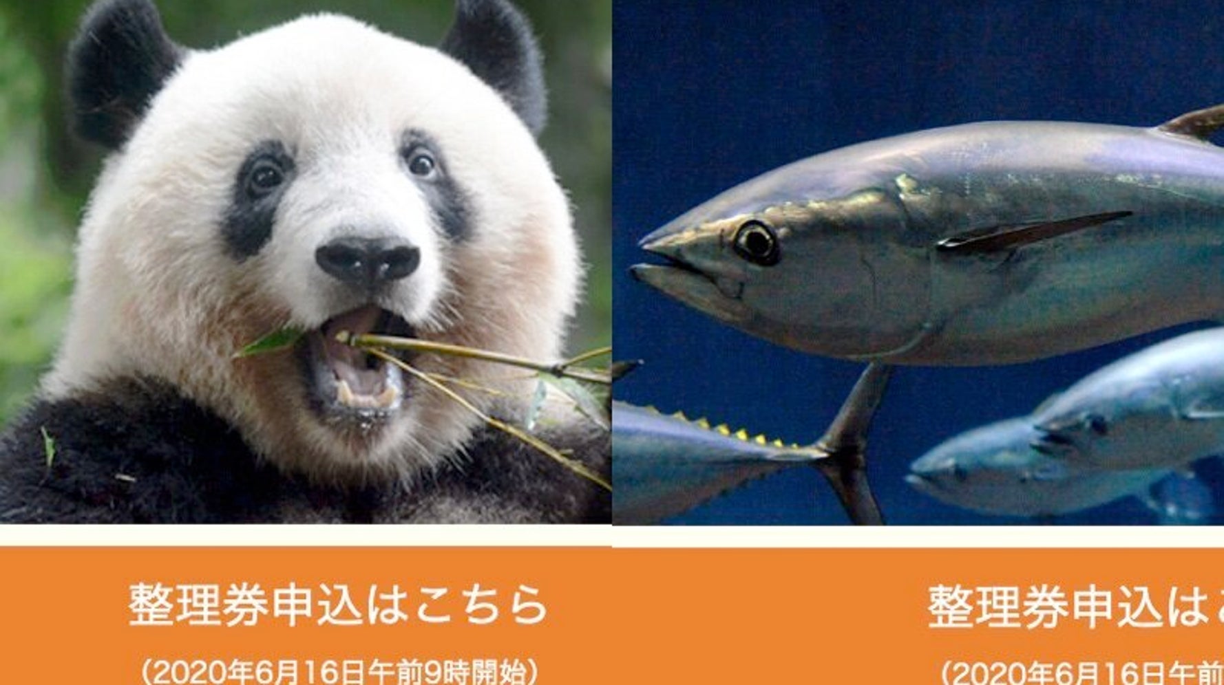 葛西 臨海 水族 園 予約 水族 葛西 園 予約 臨海