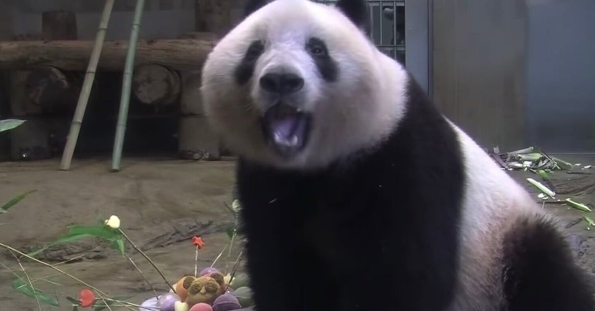 シャンシャン 3歳おめでとう 特製ケーキをパクパクする動画が愛らしすぎる ハフポスト