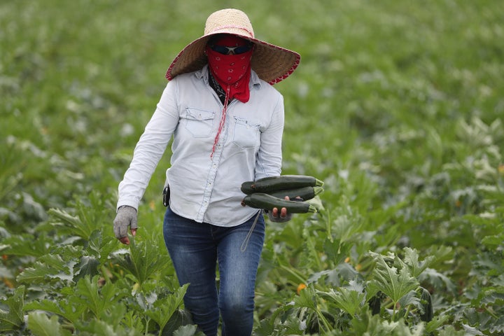 A farm worker helps harvest zucchini on the Sam Accursio & Son's Farm in April in Florida City, Florida.