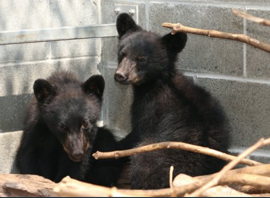 Bear cubs Athena and Jordan at the North Island Wildlife Recovery Association in Errington, British Columbia, in 2015. The cu