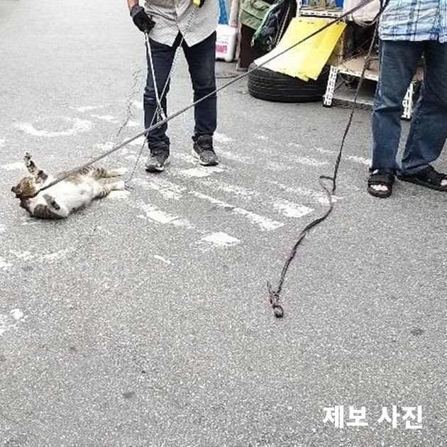 동물권행동 카라가 제보받은 사진. 동묘시장에서 고양이가 학대를 당하고