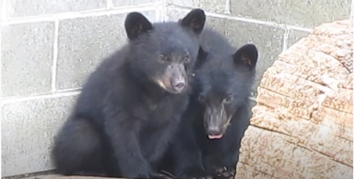 救出された子グマたち