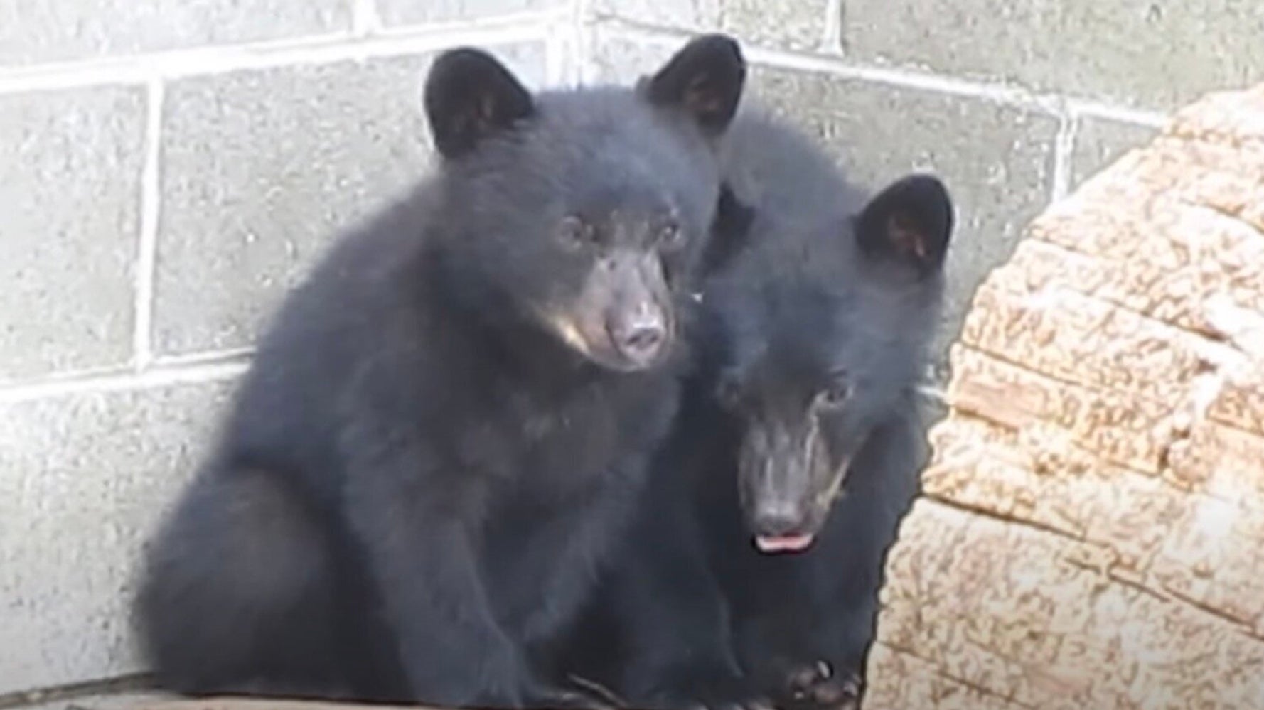 2頭の子グマを殺すのを拒み 解雇された自然保護官 5年の闘いの末に勝訴する ハフポスト