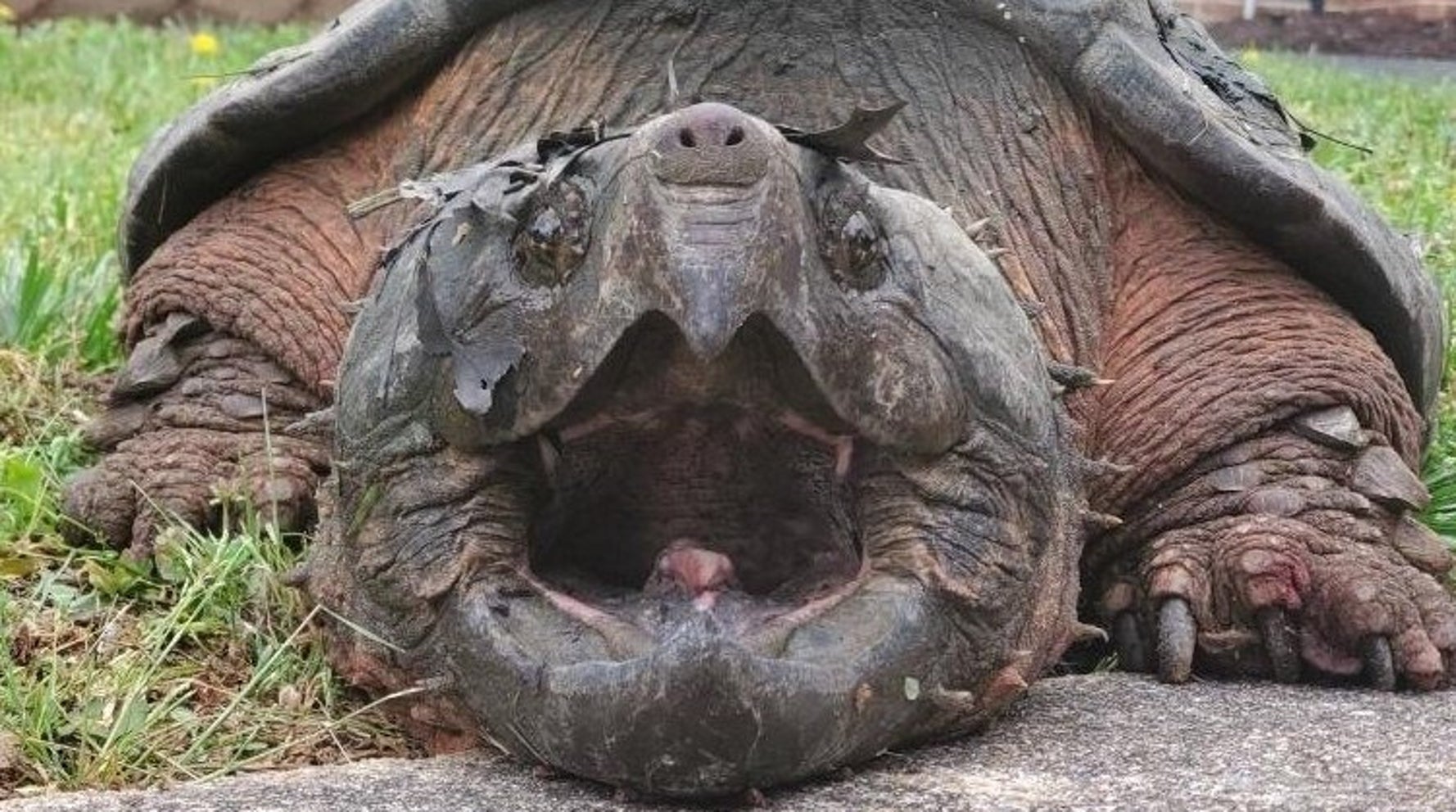 Alligator snapping turtle кто это Alligator snapping turtle кто это