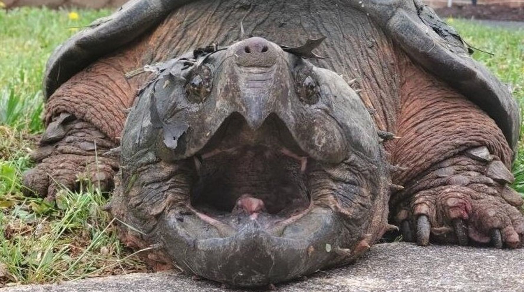 Alligator snapping turtle кто это