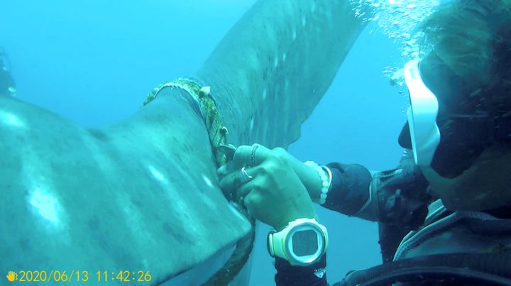 13 Ioυνίου 2020, Ταϊλάνδη. Ο δύτης επί το έργον, καθώς προσπαθεί να ελευθερώσει τον φαλαινοκαρχαρία. Sarakorn Pokaprakarn/via REUTERS