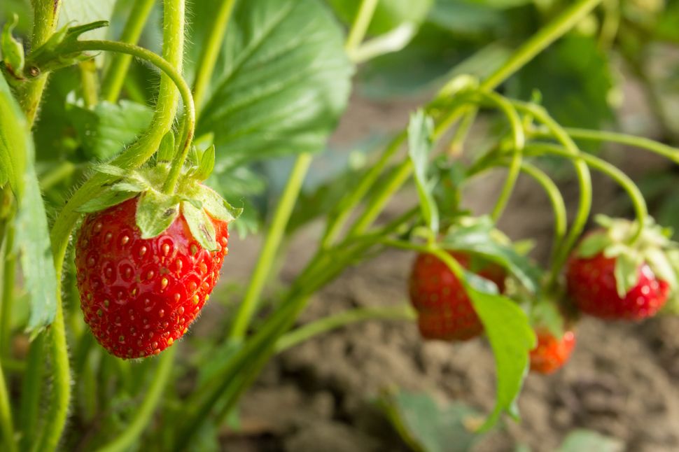 Des fraises du Québec risquent fort de pourrir sur les plants cet été.