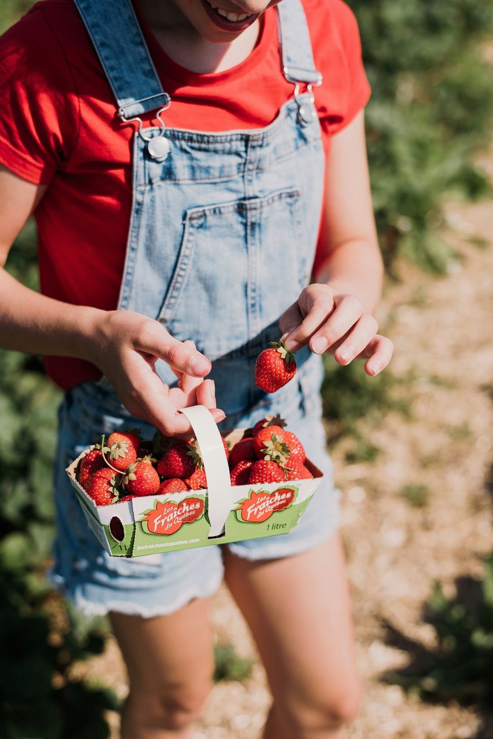 Les fraises du Québec sont disponibles du début du mois de juin aux premières gelées d'octobre.