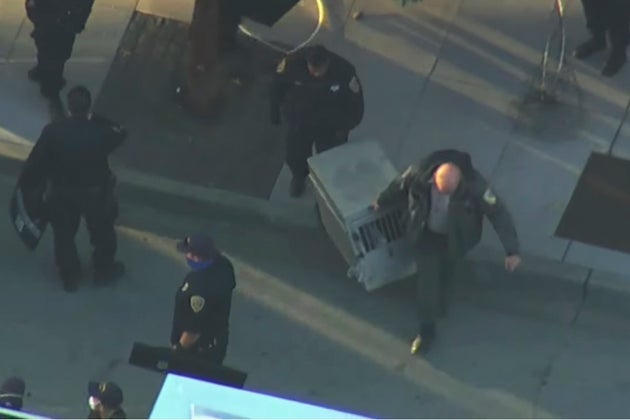 In this image from video by KGO-TV/ABC7, San Francisco police and animal control officers carry away a young mountain lion after it was captured Thursday, June 18, 2020 in San Francisco.  The disoriented cougar roamed the streets of the city for two days until he was spotted by a police officer near Oracle Park, home of the San Francisco Giants.  (KGO-TV/ABC7 via AP)
