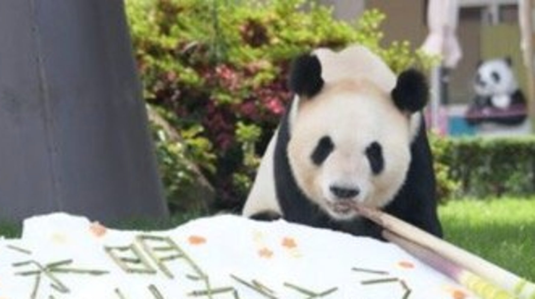 パンダのお父さん またファミリー増えるといいね 赤ちゃん誕生したら父親の世界最高齢を更新へ ハフポスト News パンダのお父さん またファミリー増えるといいね 赤ちゃん誕生したら父親の世界最高齢を更新へ ハフポスト News