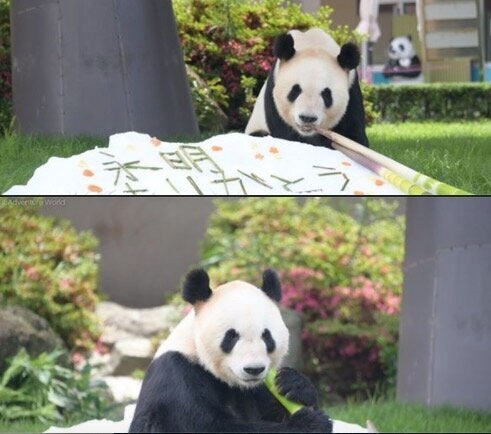 パンダのお父さん またファミリー増えるといいね 赤ちゃん誕生したら父親の世界最高齢を更新へ ハフポスト News パンダのお父さん またファミリー増えるといいね 赤ちゃん誕生したら父親の世界最高齢を更新へ ハフポスト News