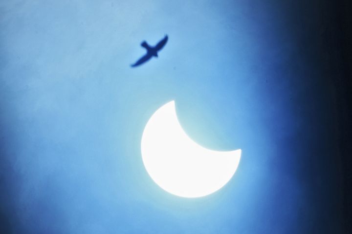 A bird flies past as the moon partially covers the sun during an annular solar eclipse as seen from Kurukshetra on June 21, 2020. 