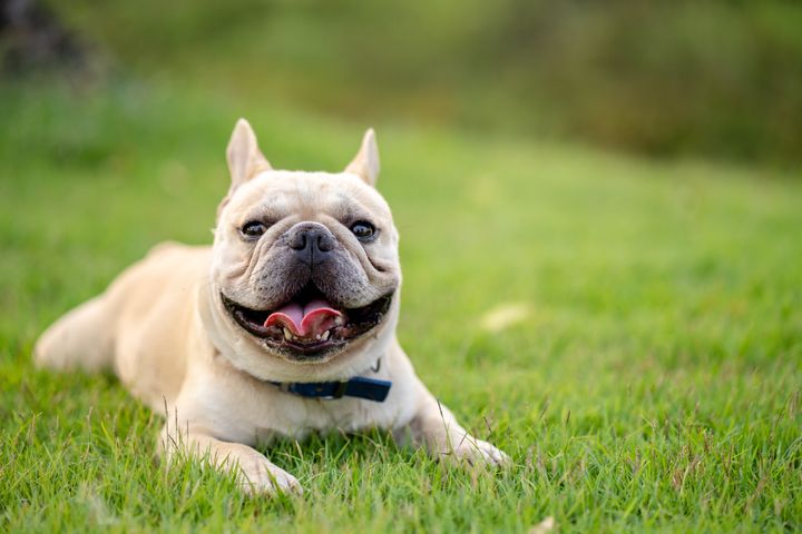 Cute looking french bulldog laying on the ground.