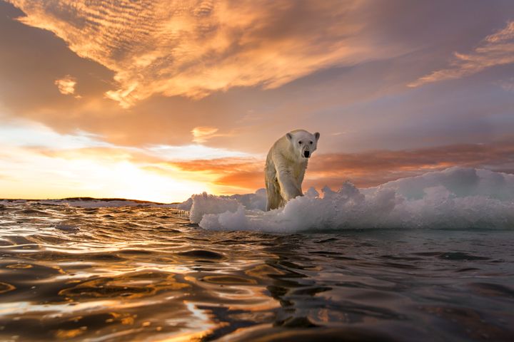 溶けつつある海氷の上に立つホッキョクグマ