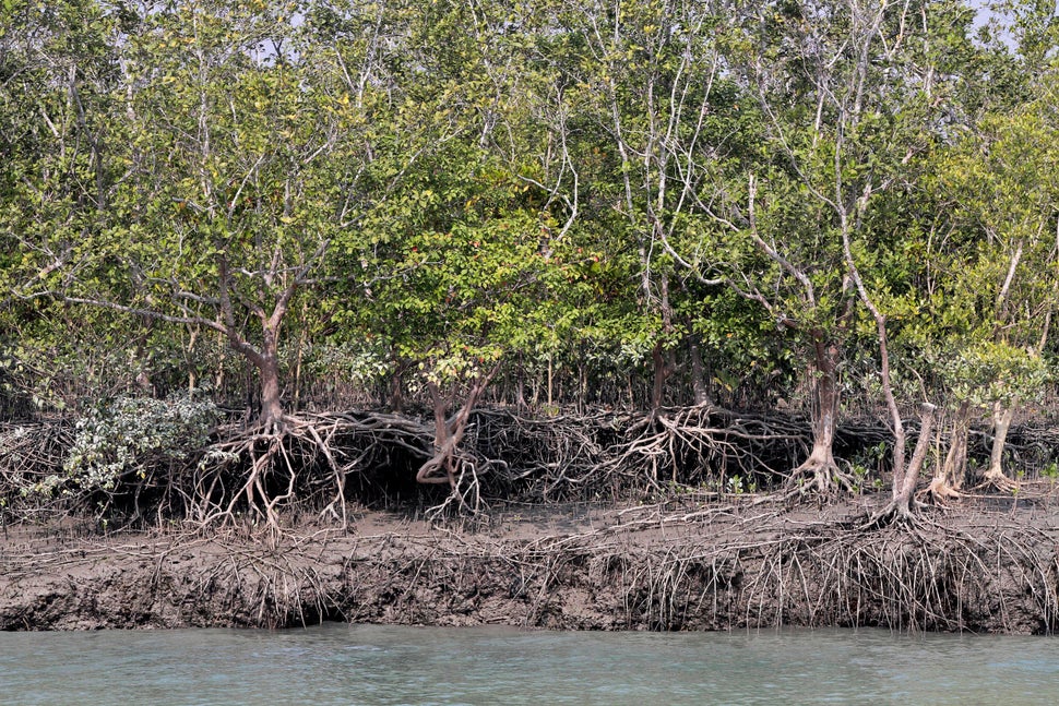 The freshwater swamps in the Sundarbans and their tangles of mangrove forests act as a crucial natural buffer against cyclone