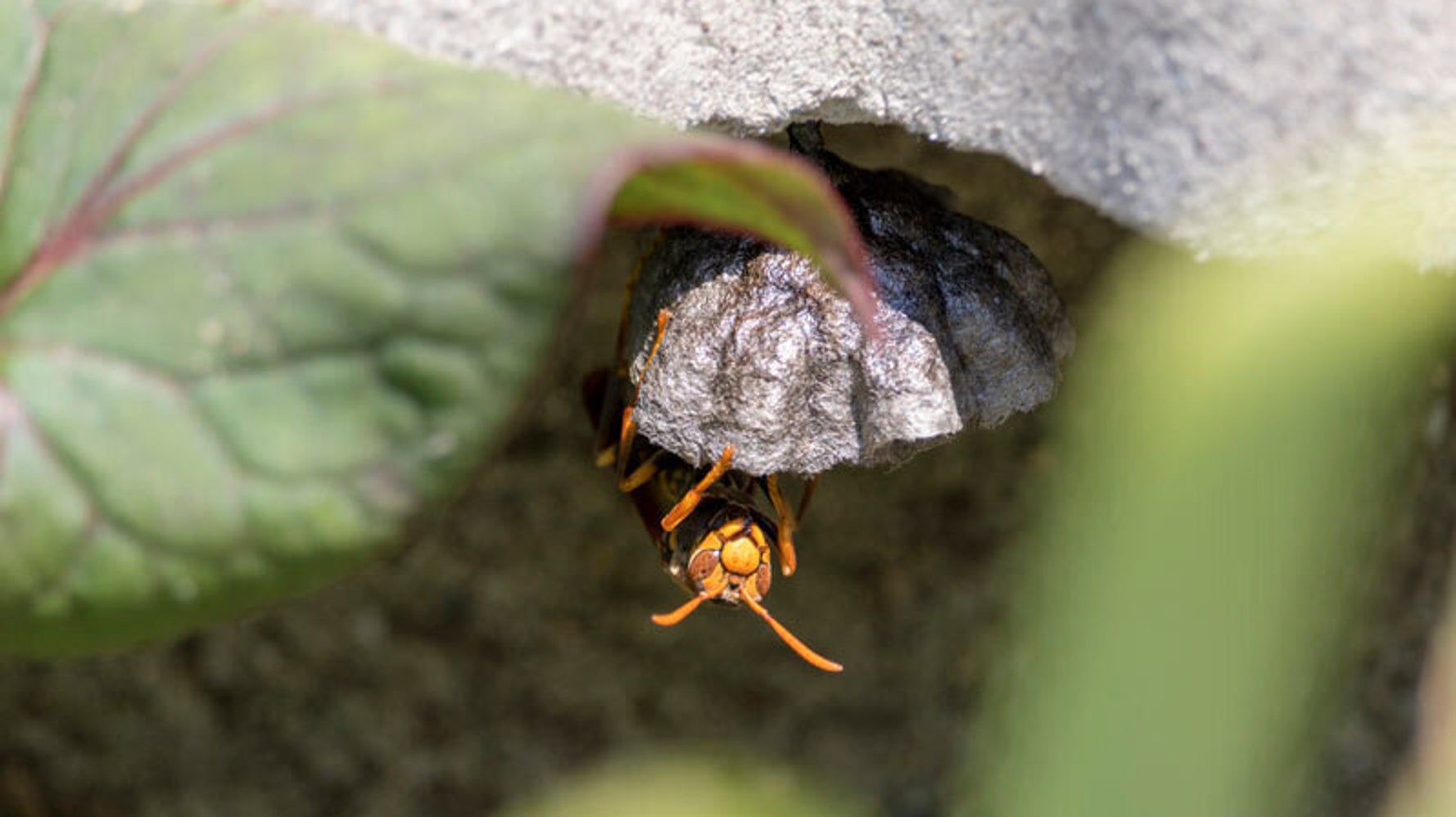 スズメバチの巣づくりの季節 見つけたらどうする ハフポスト News