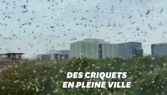 Une invasion de criquets surprend cette ville en