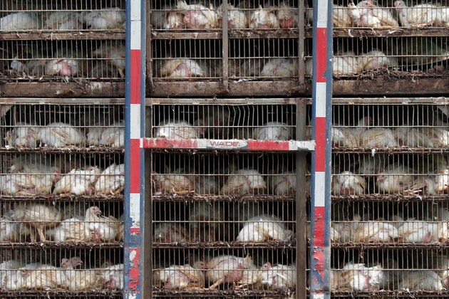 Opinion: Dont Pander To The US Cheap Food Lobby With Chlorinated Chicken