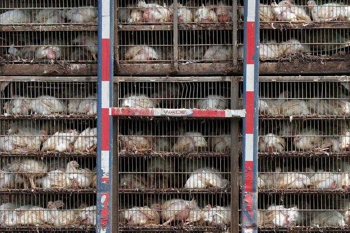 Chickens are shipped for processing in Morton, Missouri. The use of antimicrobial washes and sprays is widespread in the US chicken industry, with companies applying them to kill germs at various stages in the production process