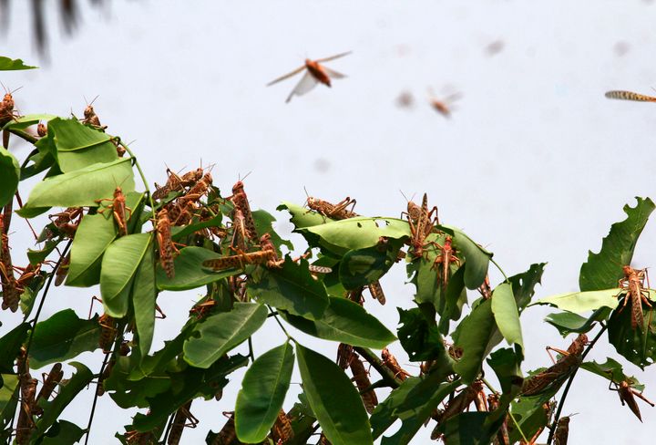 Locusts on a tree in the residential areas of Allahabad on June 11, 2020.