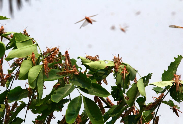 Locusts on a tree in the residential areas of Allahabad on June 11, 2020.