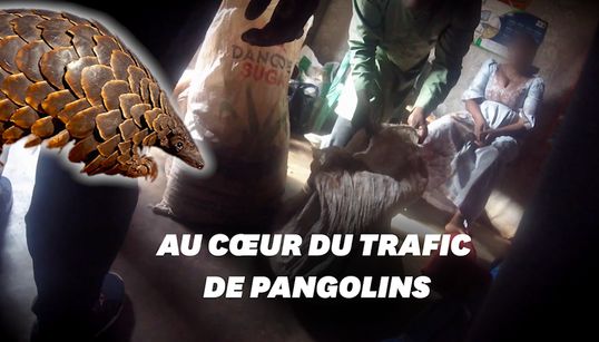 Une enquête choc sur la chasse au pangolin pendant le Covid-19 sur France