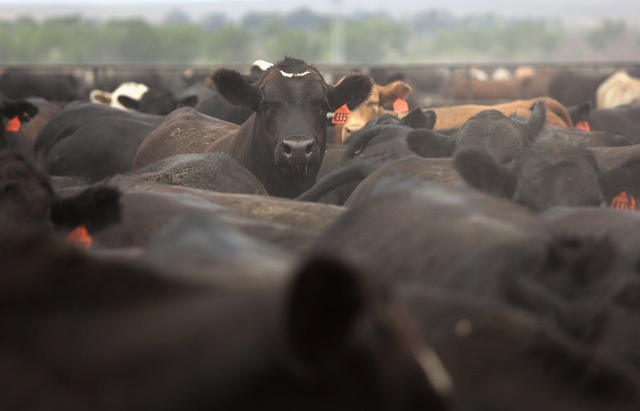 Agriculture in the United States accounts for <a href="https://www.epa.gov/ghgemissions/sources-greenhouse-gas-emissions" target="_blank" role="link" class=" js-entry-link cet-external-link" data-vars-item-name="10% of the country’s greenhouse gas emissions" data-vars-item-type="text" data-vars-unit-name="5efa5143c5b6ca9709139a84" data-vars-unit-type="buzz_body" data-vars-target-content-id="https://www.epa.gov/ghgemissions/sources-greenhouse-gas-emissions" data-vars-target-content-type="url" data-vars-type="web_external_link" data-vars-subunit-name="article_body" data-vars-subunit-type="component" data-vars-position-in-subunit="9">10% of the country’s greenhouse gas emissions</a>, due in large part to raising animals for meat.
