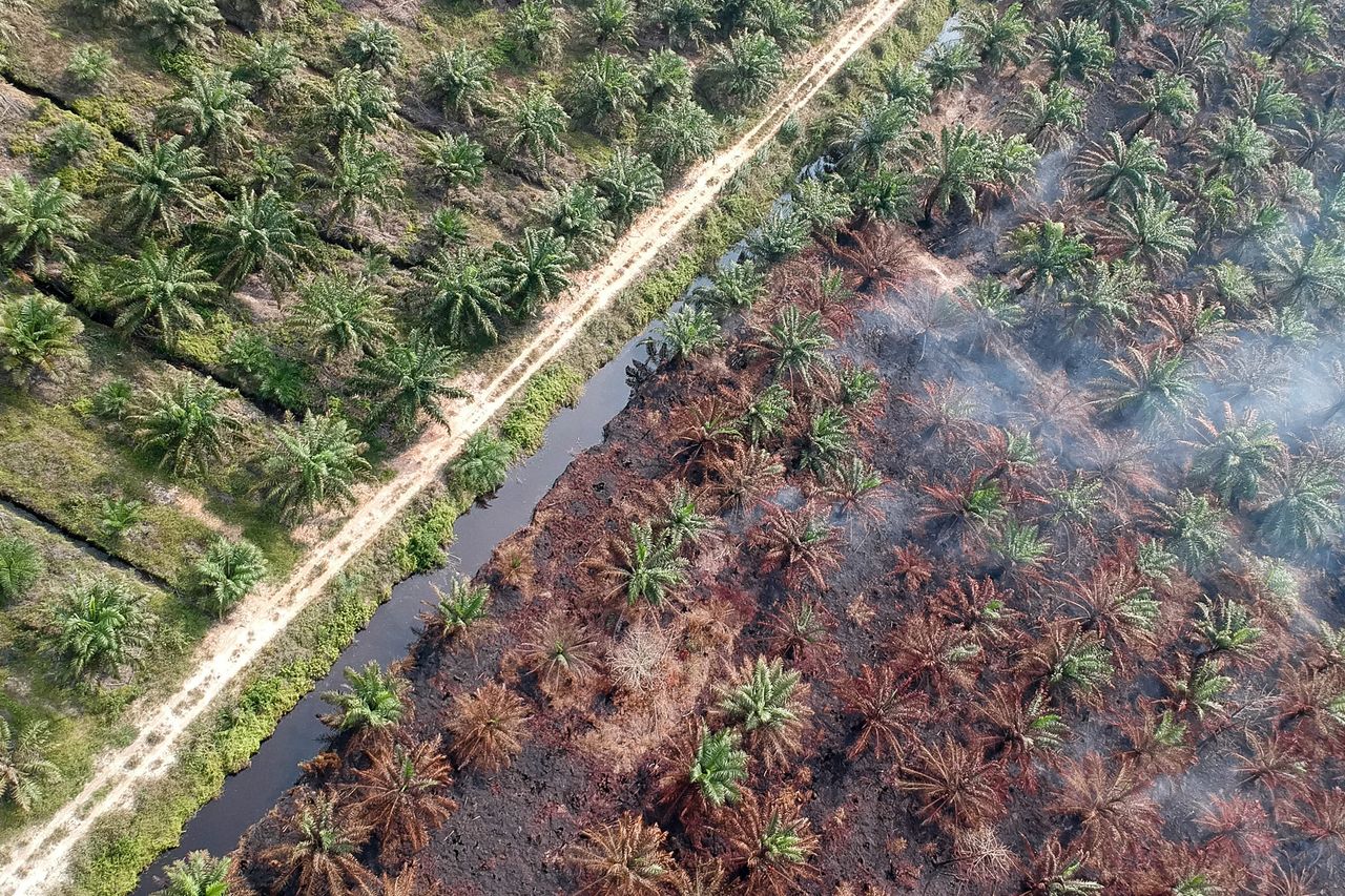 Clearing land and burning peatlands to make room for oil palm trees is a huge source of carbon emissions and air pollution.