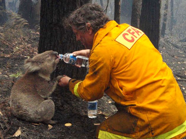 Koalas may become extinct in the wild in New South Wales due to ongoing habitat destruction, a new report warns.