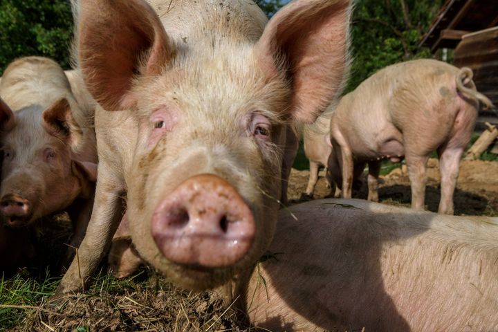 Pigs appear outside at a farm in Ukraine on May 28, 2020. A University of Washington biologist says "there's no evidence that G4 is circulating in humans."