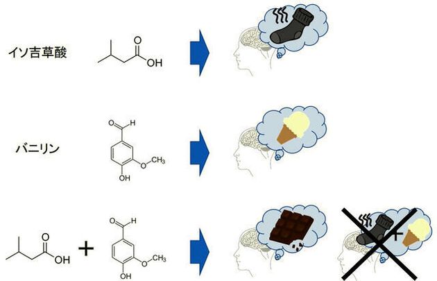 臭い靴下のにおい成分と、バニラの香りを合わせて嗅ぐと、チョコレートの香りだと感じる。「足し算」だとされてきた嗅覚の定説に当てはまらない調和の仕組みの一端が、九州大学などの研究で明らかになった=稲垣成矩・九大研究員提供