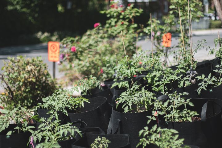 Cette année, pour «donner un break au sol», Réal Migneault fait pousser ses 12 variétés de tomates dans des pots en géotextile, plutôt qu'en pleine terre.