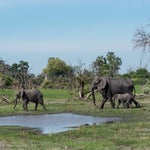 Μυστήριο με εκατοντάδες νεκρούς ελέφαντες στη