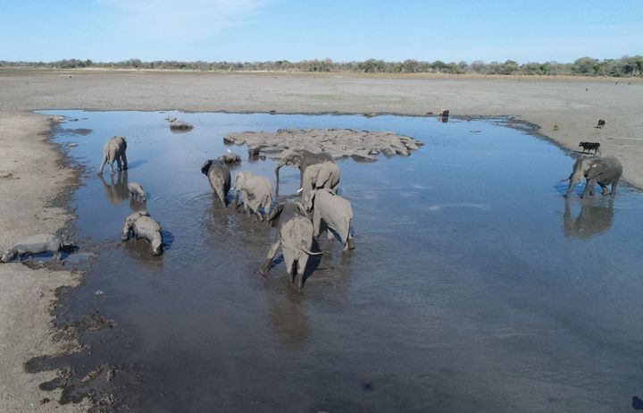 オカバンゴ・デルタに集まって水を飲むゾウたち