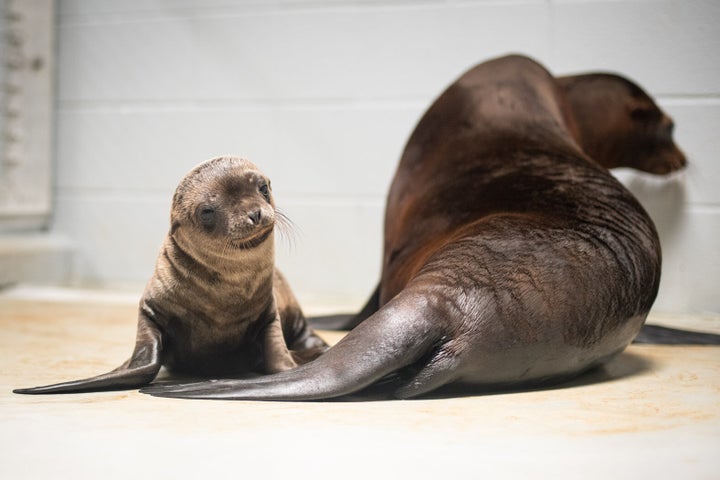 California sea lion mom Lovell and her pup.