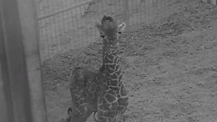 The Masai giraffe calf at Columbus Zoo isn't ready for visitors just yet, but keepers say the little one is walking and nursing.
