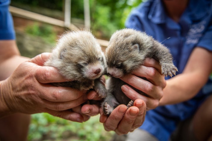 Red panda cubs, a male and a female, were born at Columbus Zoo on June 13.