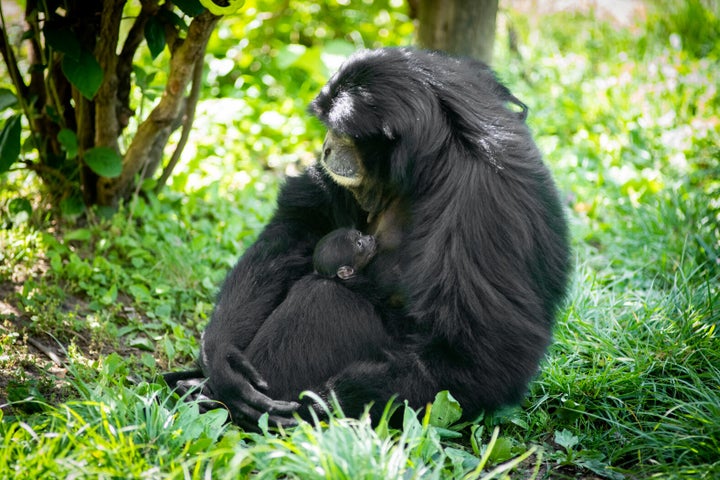 Olga is one of the oldest known siamang mothers at age 31.