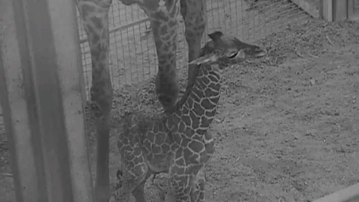 Giraffe calf with mom Zuri.