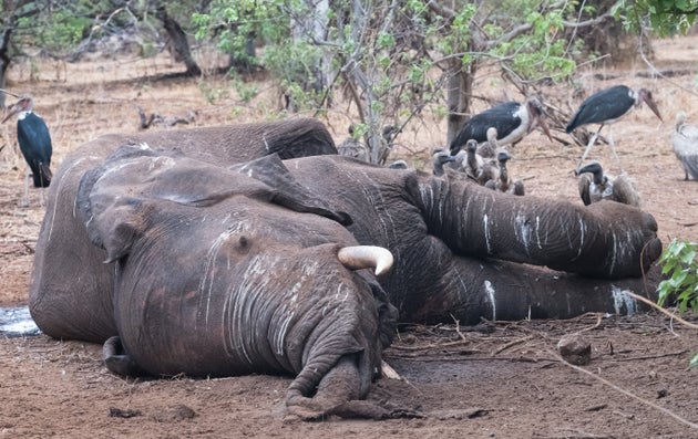 In Botswana sono morti oltre 350 elefanti e nessuno sa perché: si teme malattia