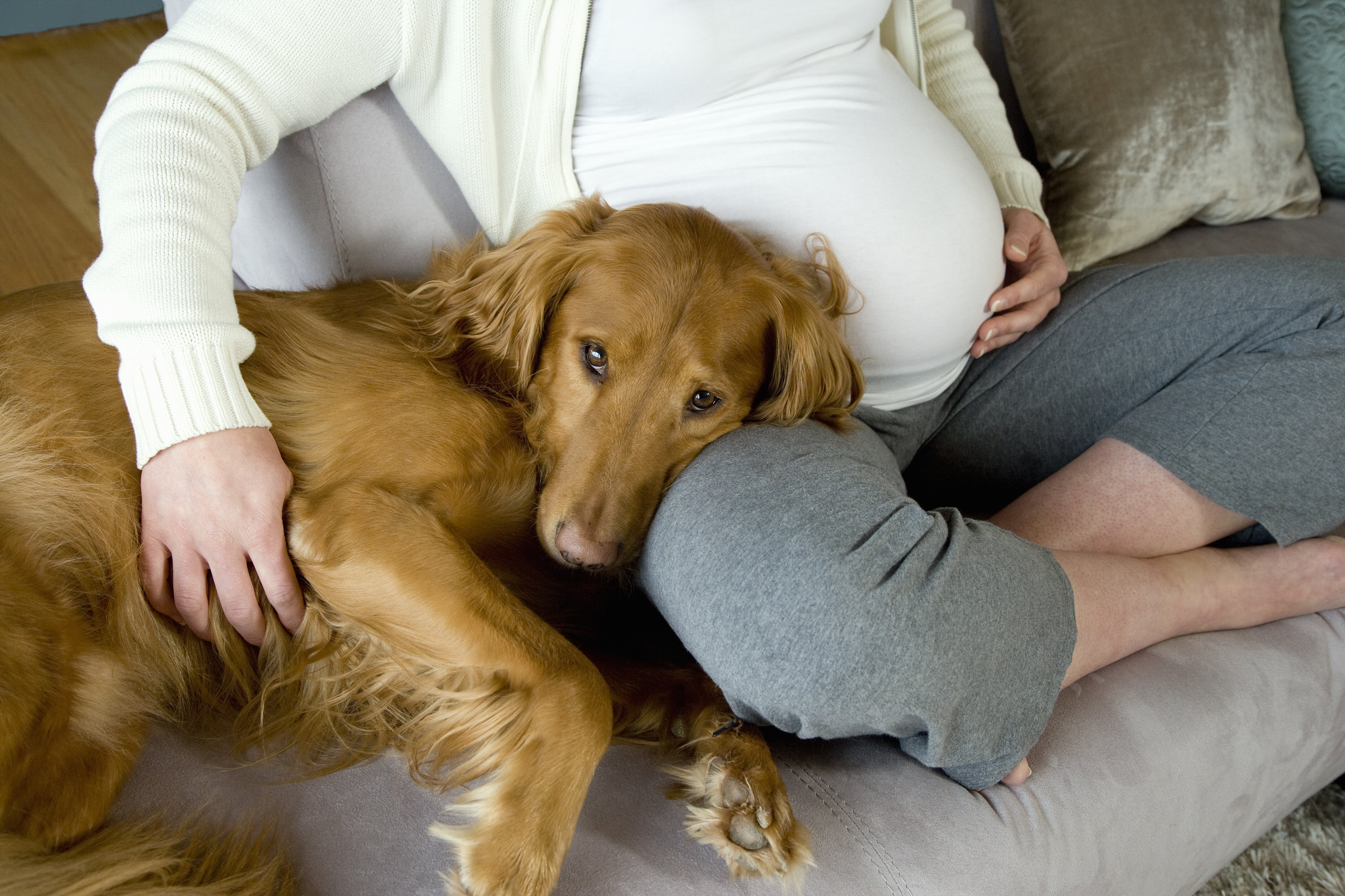 can a dog sense when you are pregnant