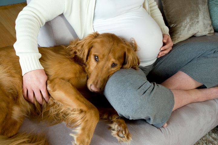 There's a lot of anecdotal evidence to suggest dogs can detect something is different when a familiar person is pregnant, even early on in the pregnancy.