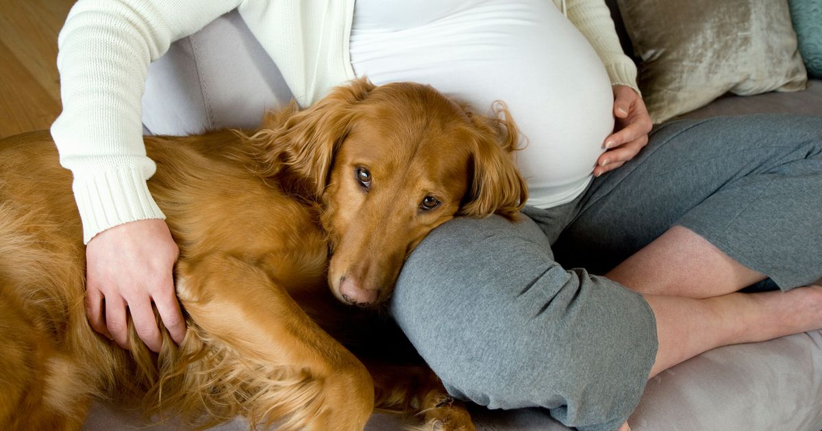 can-dogs-sense-when-you-re-pregnant-huffpost-life