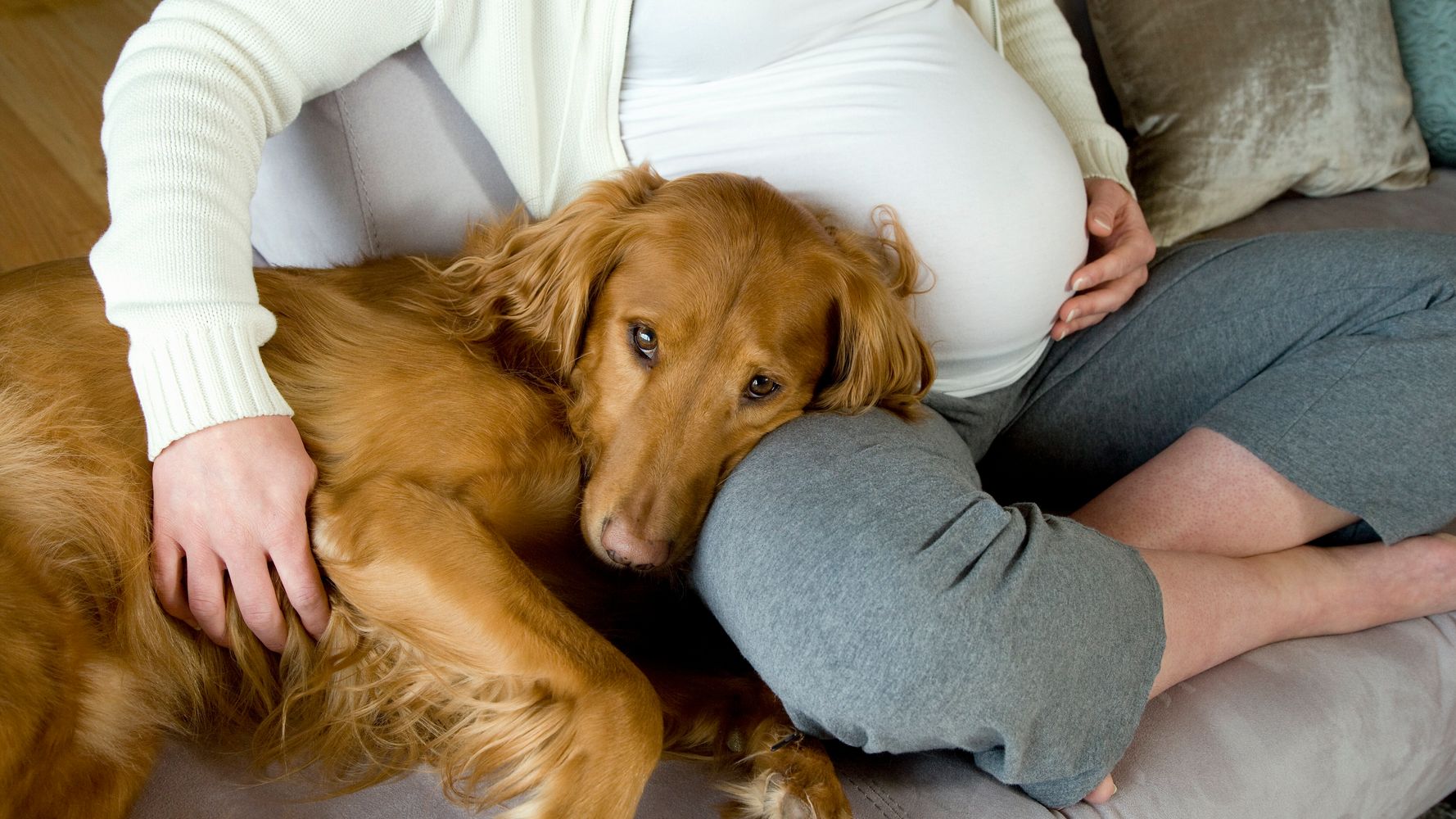 Can Dogs Sense When You're Pregnant? | HuffPost Life