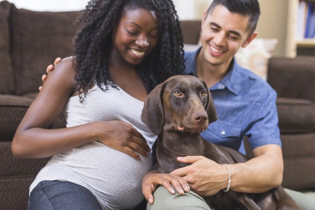 Some dogs become extra protective or needy when their human is pregnant. Others don't change their behavior at all. 