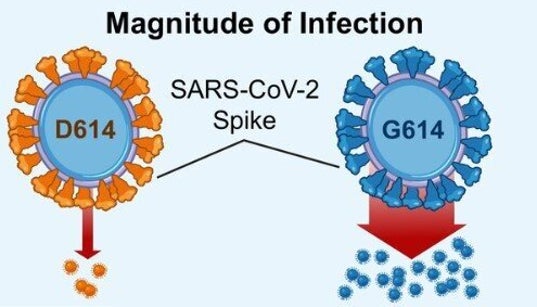 D614G, la variante dominante du coronavirus, “plus infectieuse”, inquiète les