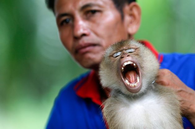 Ταϊλάνδη: Αιχμαλωτίζουν μαϊμούδες και τις αναγκάζουν να «δουλεύουν»