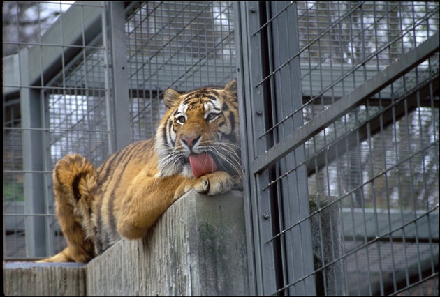 Tigre Uccide Una Dipendente Dello Zoo Di Zurigo L Huffpost