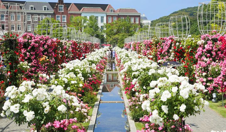 2,000品種のバラが集まる「グランドローズガーデン」