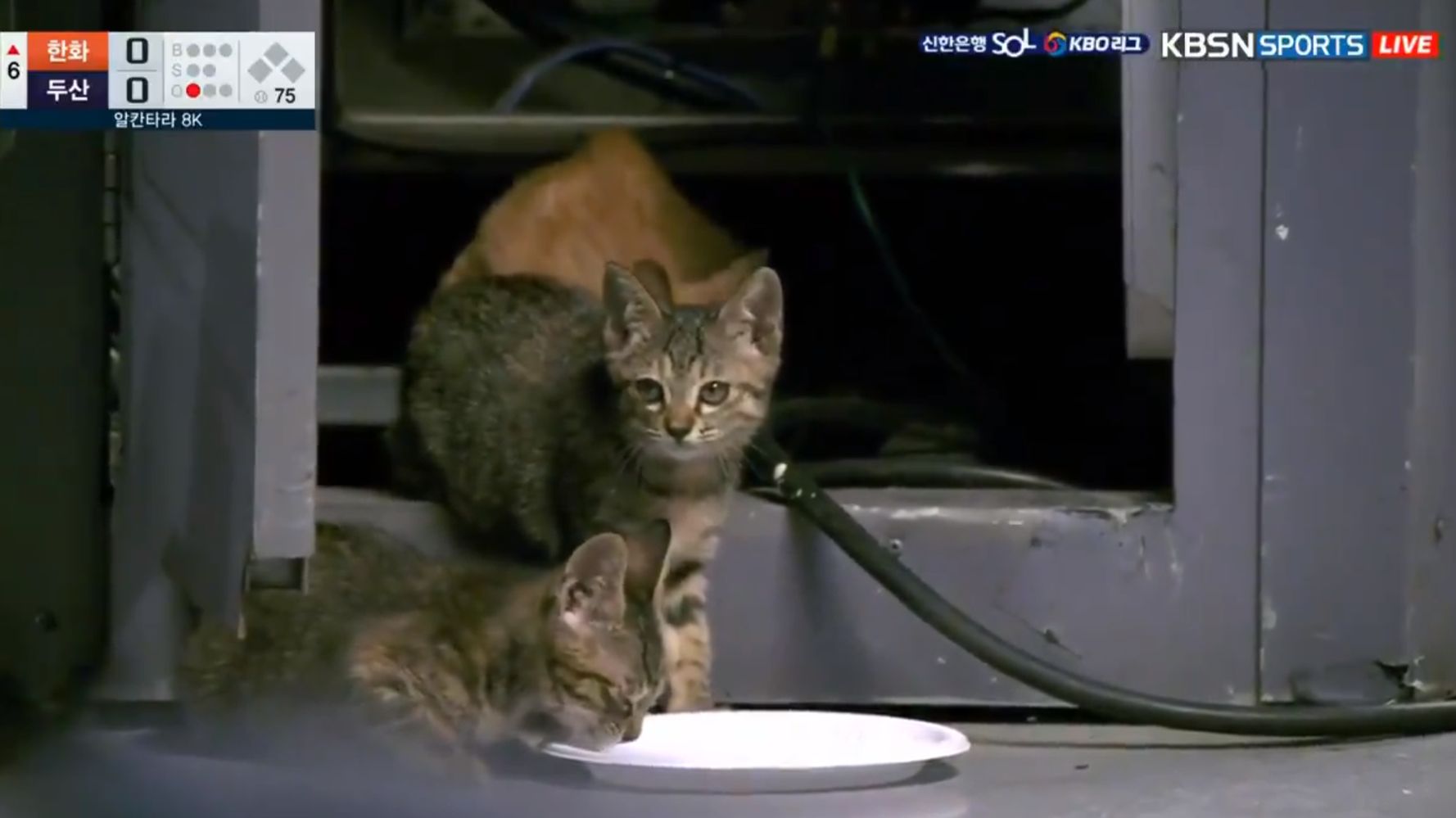 야구 중계에 등장한 잠실구장 새끼 고양이들의 귀여움 (영상) | 허프포스트코리아 LIFE